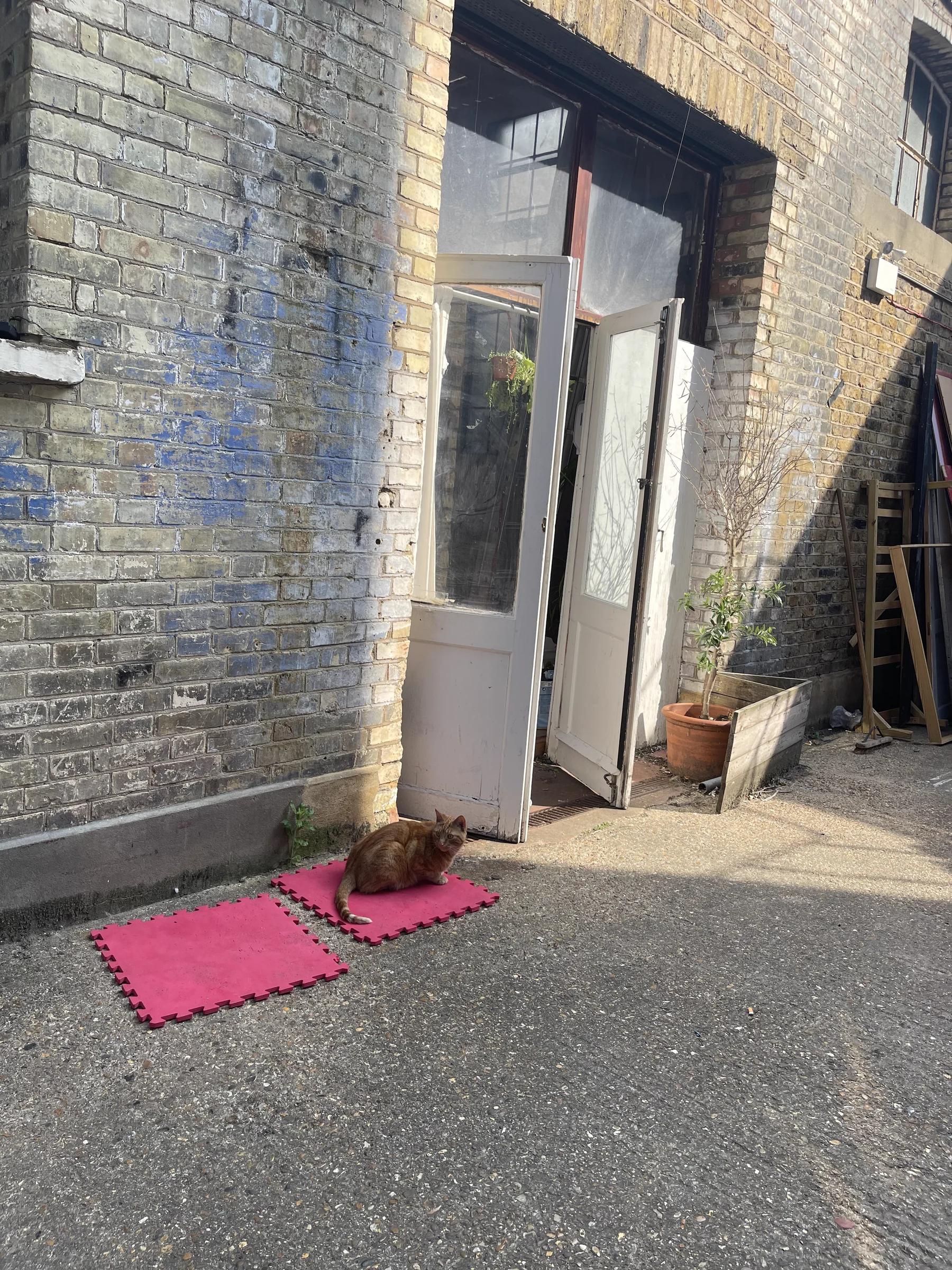 The resident cat sitting on a pink mat in the sun outside the doors.